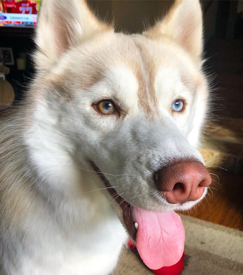 Husky Eye Colors: All Eye Colors Explained (With Pictures)