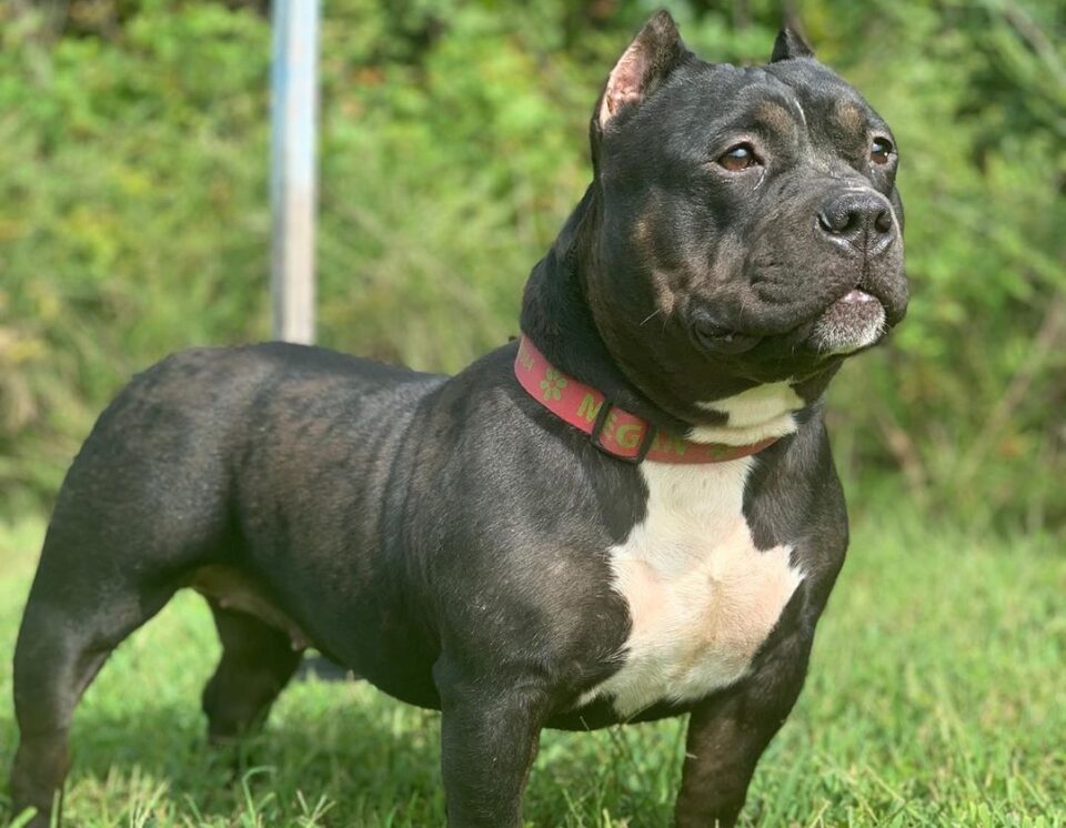 Razor Edge Pitbull Are They The Friendliest Pitbull Bloodline?
