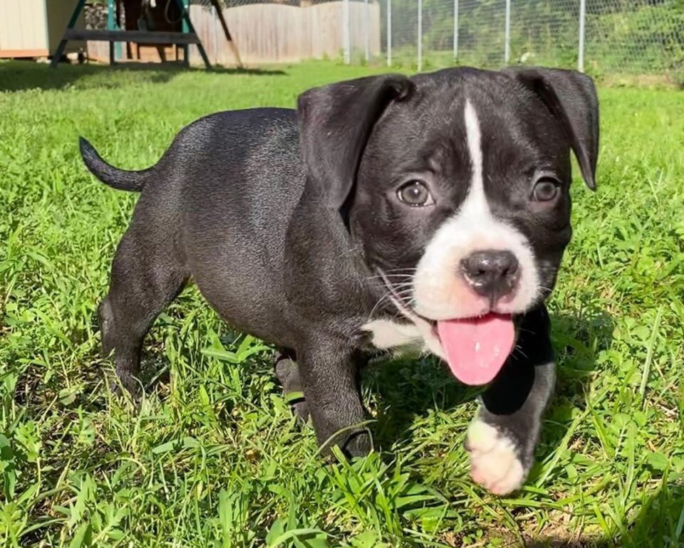 Razor Edge Pitbull Are They The Friendliest Pitbull Bloodline?
