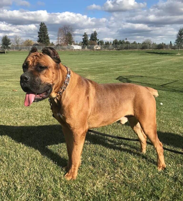 Cane Corso Colors All Colors Explained (With Pictures)