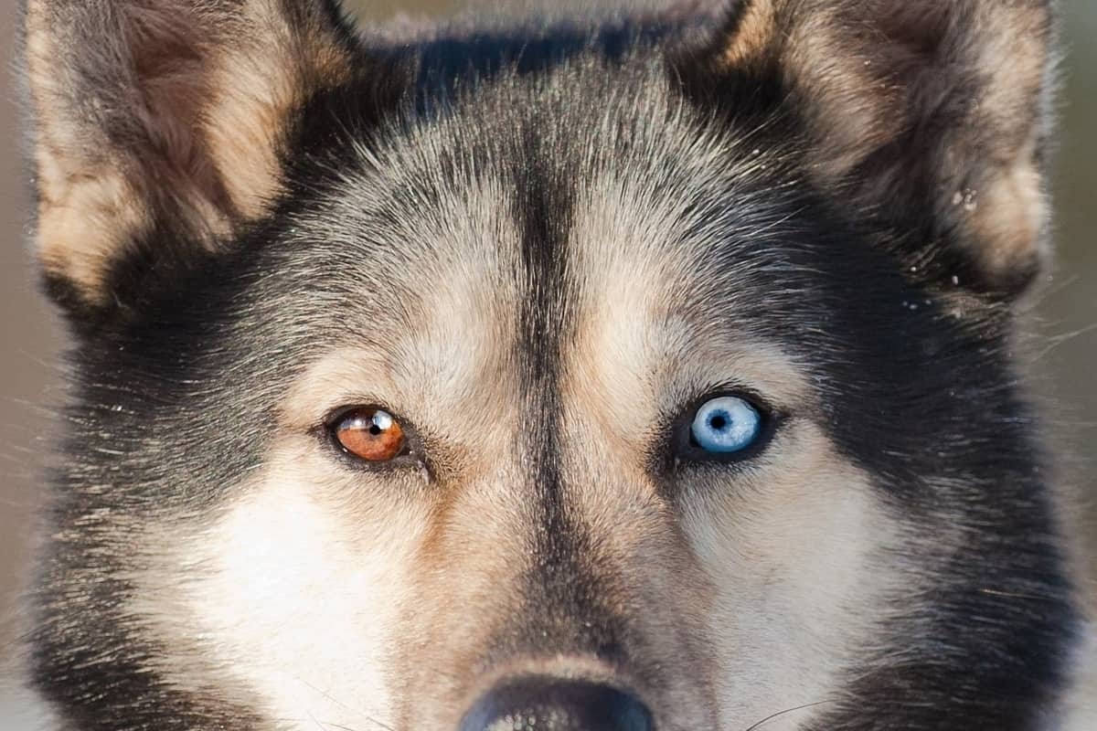 Why Do Huskies Eyes Change Color