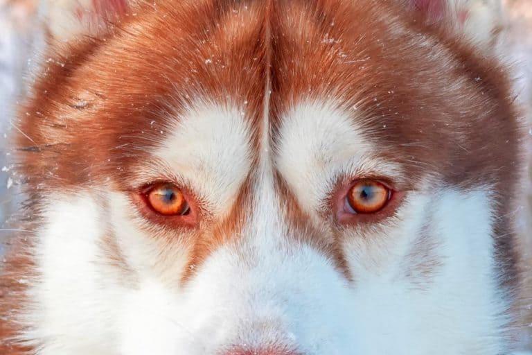 Husky Eye Colors All Eye Colors Explained (With Pictures)