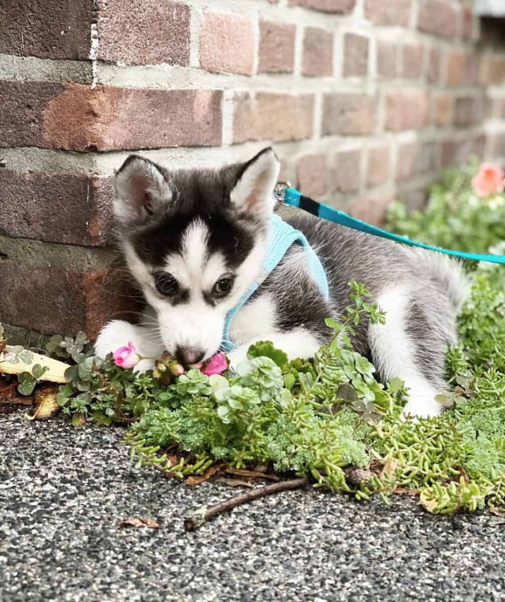 Teacup Pomsky Husky and Pomeranian mix