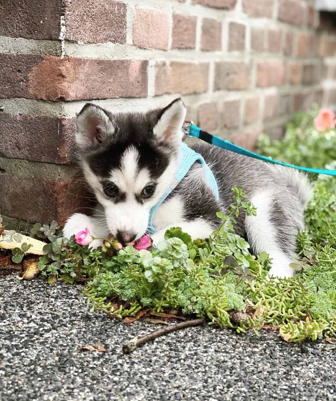 Teacup Husky Are They a Myth or Do They Really Exist?