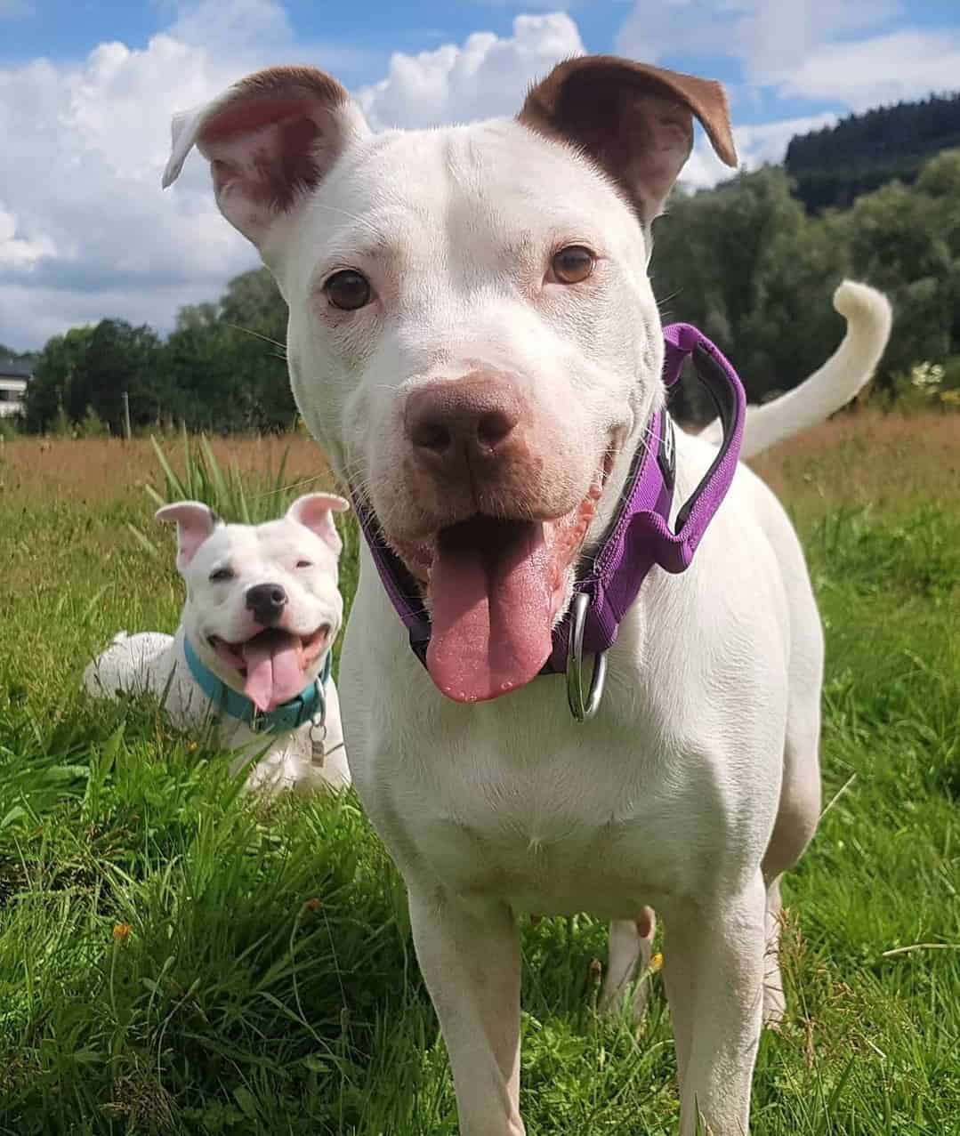 The Truth About the White Pitbull: An In-Depth Guide