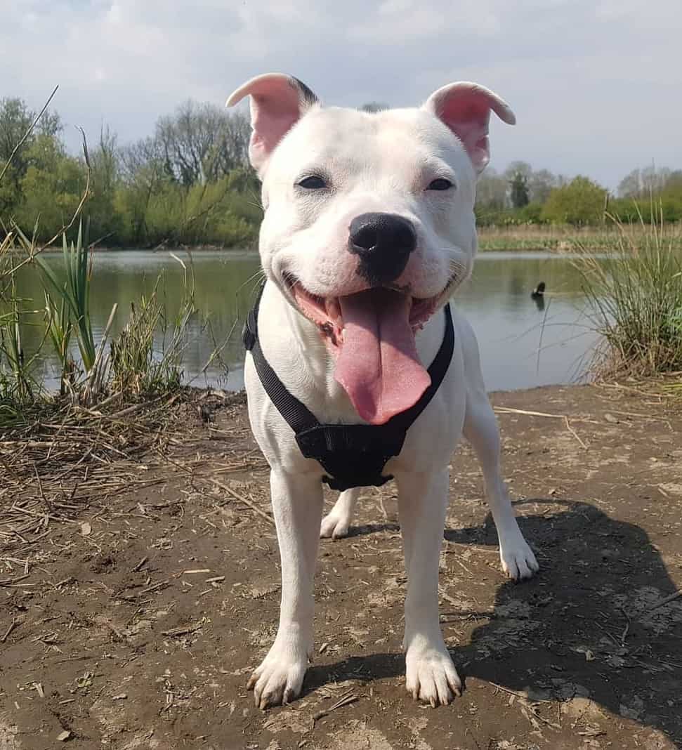 The Truth About The White Pitbull An In Depth Guide The Truth About The White Pitbull An In Depth Guide