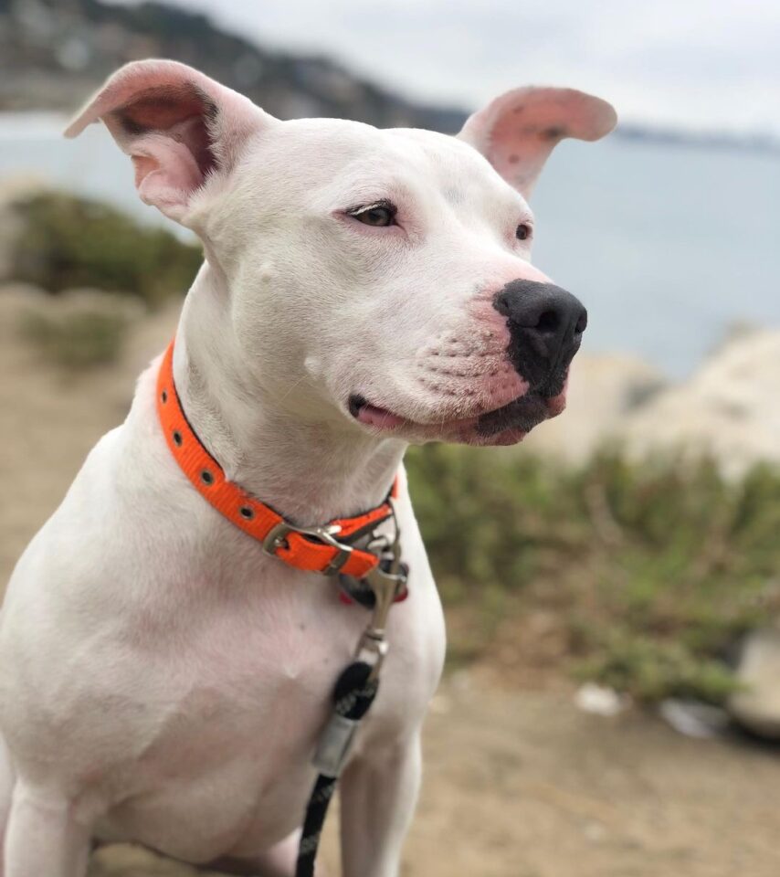 The Truth About the White Pitbull An InDepth Guide