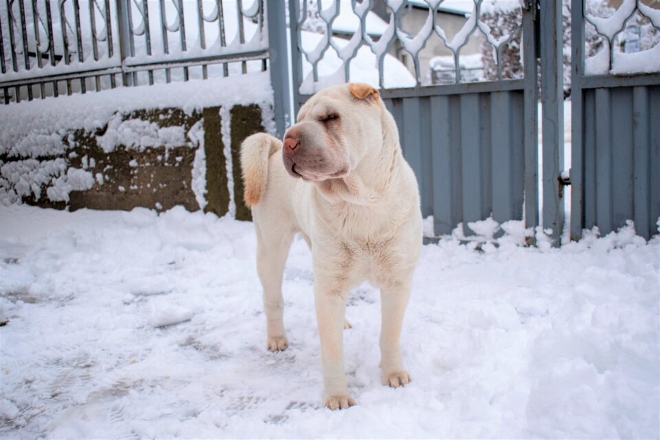 The Bear Coat SharPei What Makes This Breed ExtraSpecial?