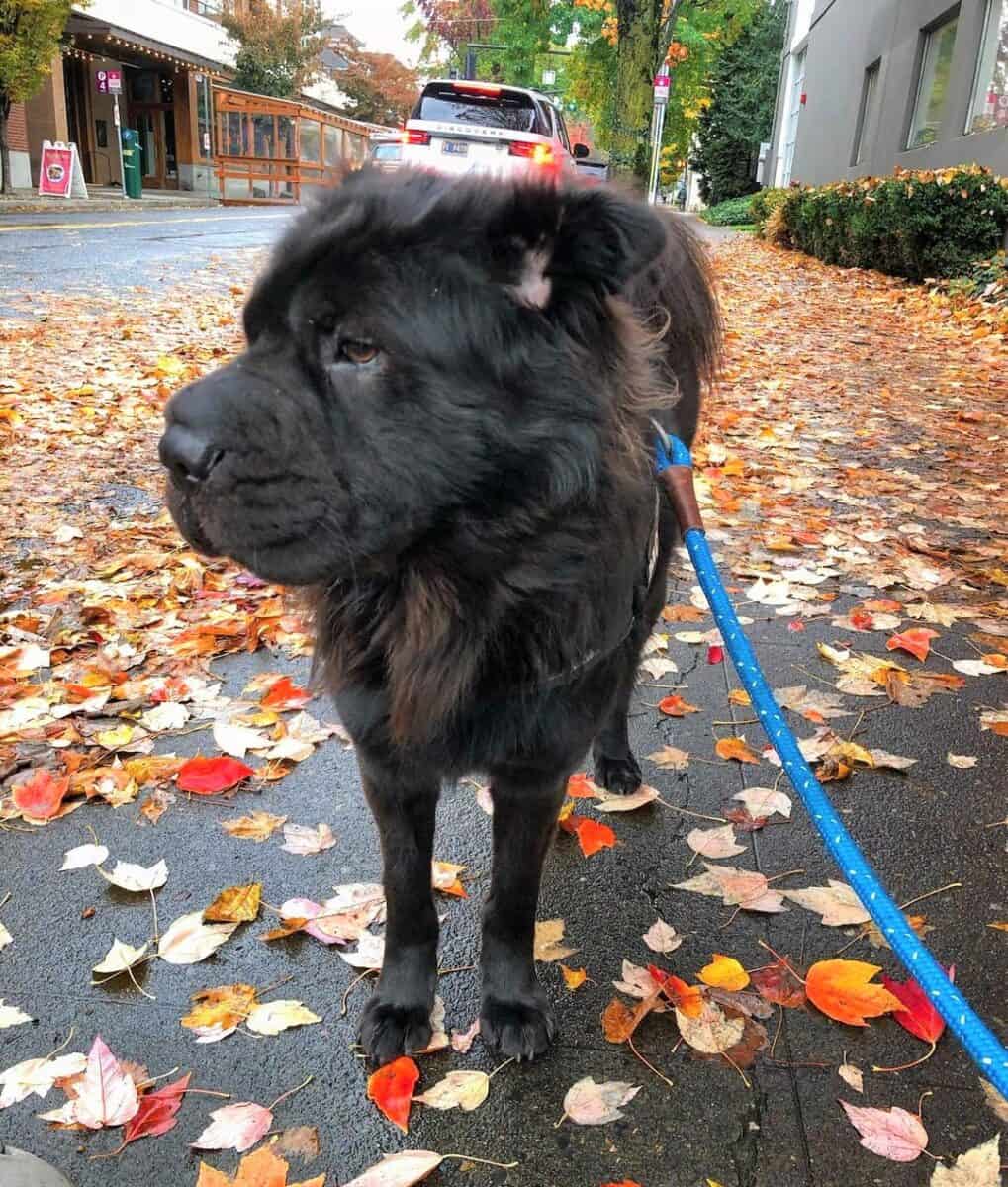 Black Bear Coat Shar-Pei