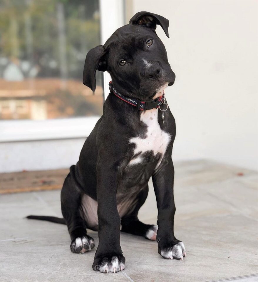 Pitbull Colors 23 Coat Color Variations Explained (With Pictures)