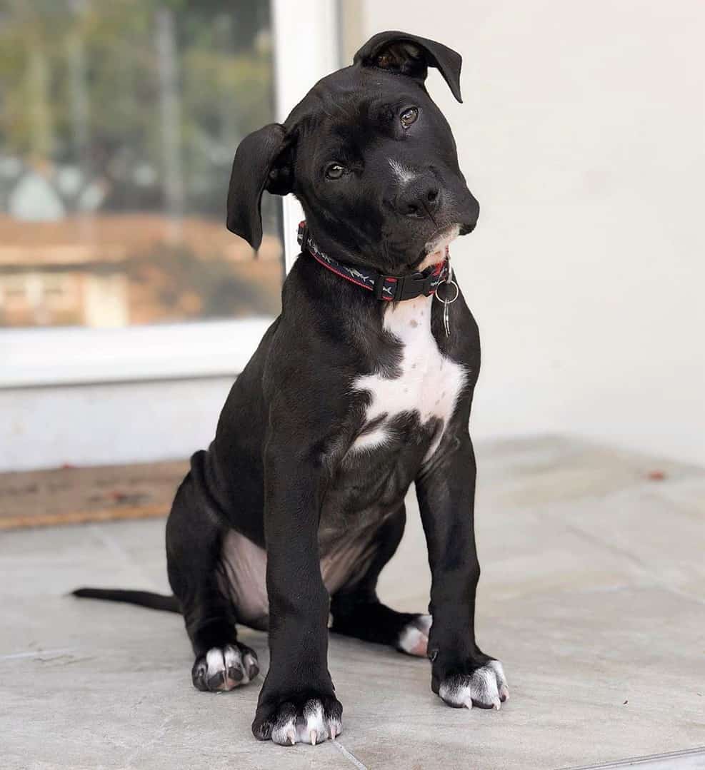 Black Pit ZOEY
