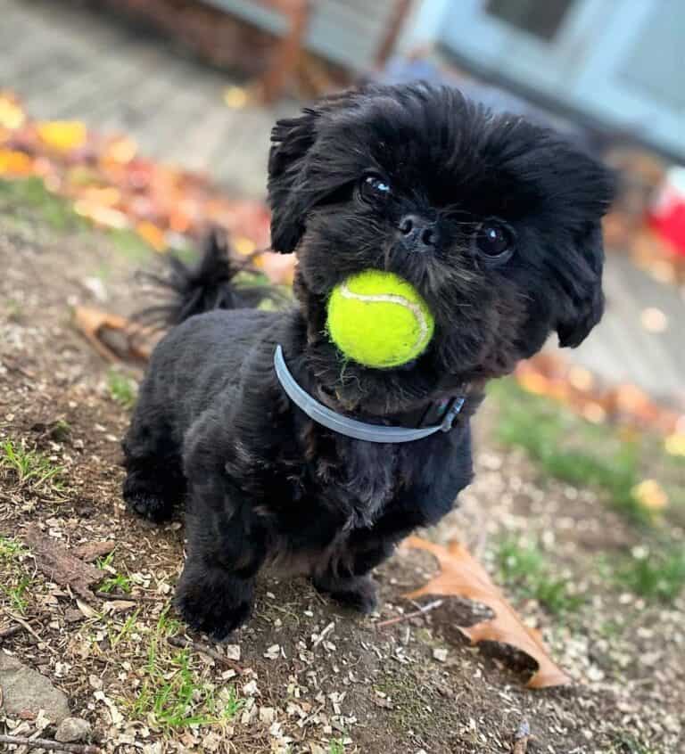 Black Shih Tzu The Definitive Guide to the Cutest Black Dog