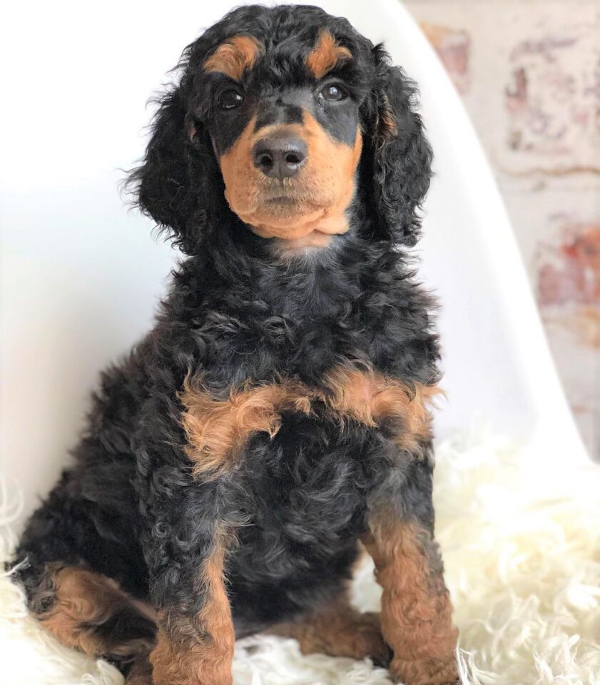 Poodle Colors 31+ Poodle Coat Colors Explained (With Pictures)