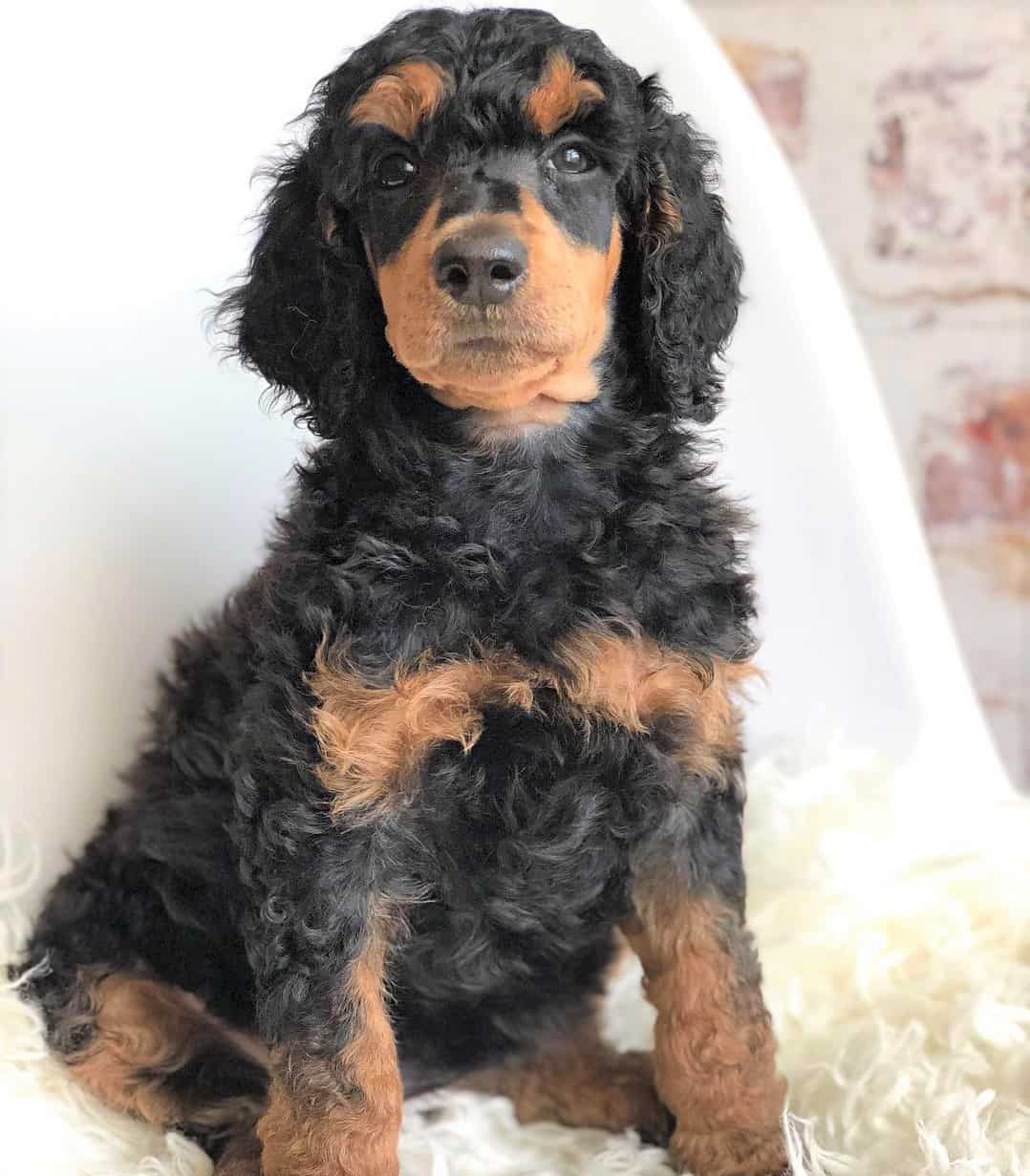 Poodle Colors 31+ Poodle Coat Colors Explained (With Pictures)