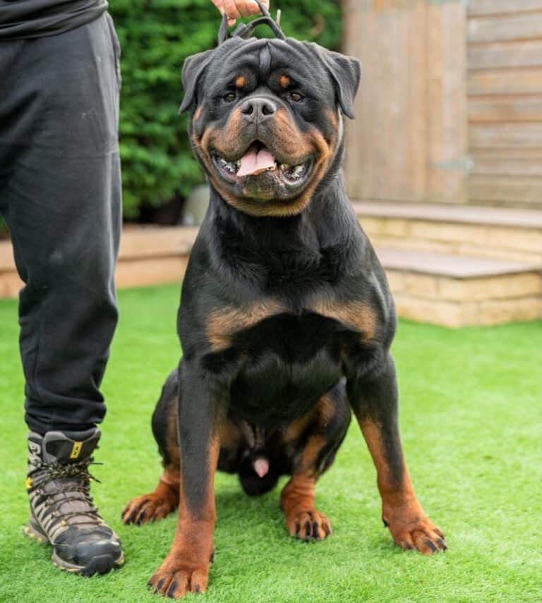 American vs. German Rottweiler Which Is Right for You?
