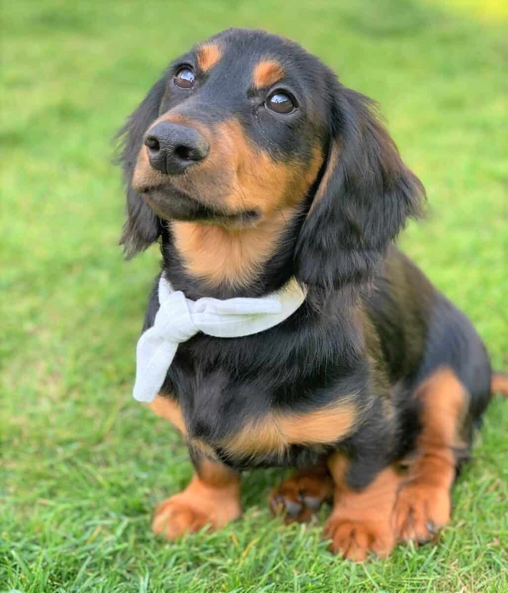 Long Haired Miniature Dachshund The Ultimate Purebred Icon Long Haired Miniature Dachshund The Ultimate Purebred Icon
