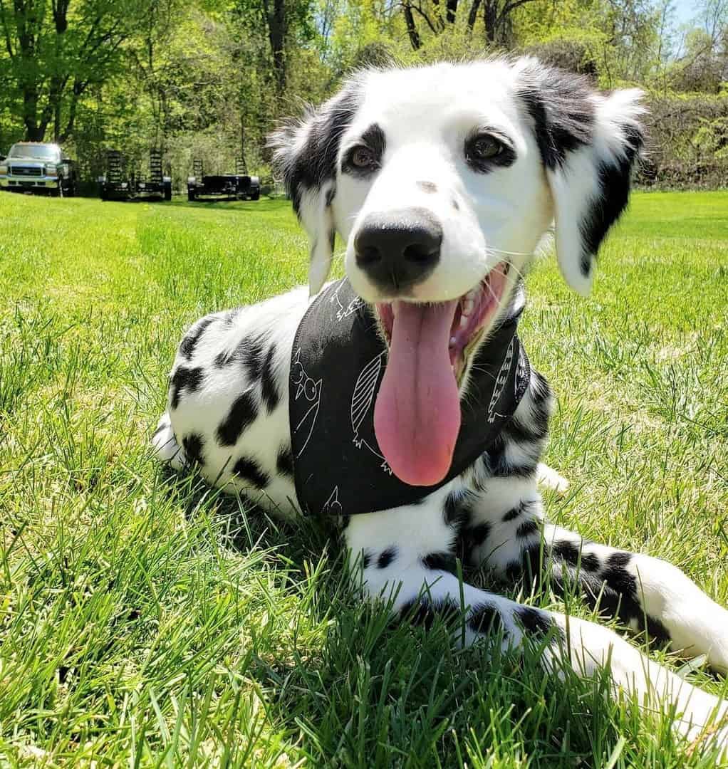 Long Haired Dalmatian Breed Info, Grooming & More