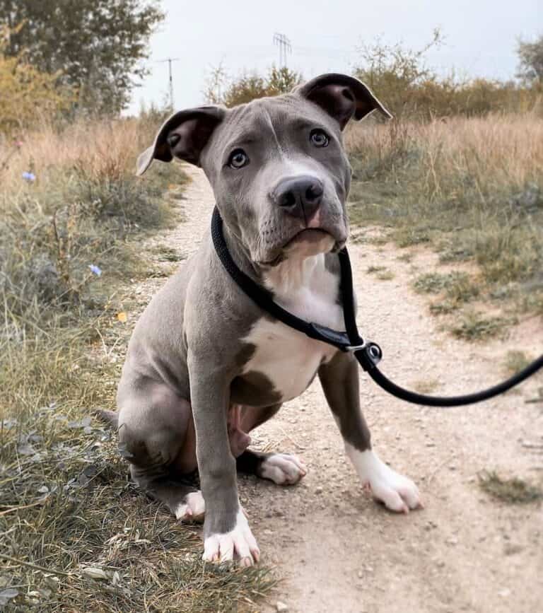 pitbull-colors-23-coat-color-variations-explained-with-pictures