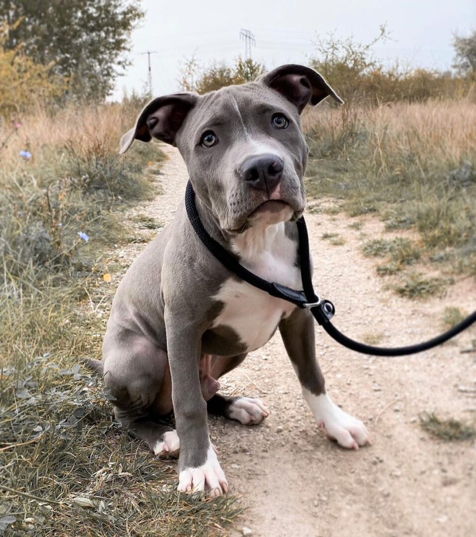 Pitbull Colors 23 Coat Color Variations Explained (With Pictures)