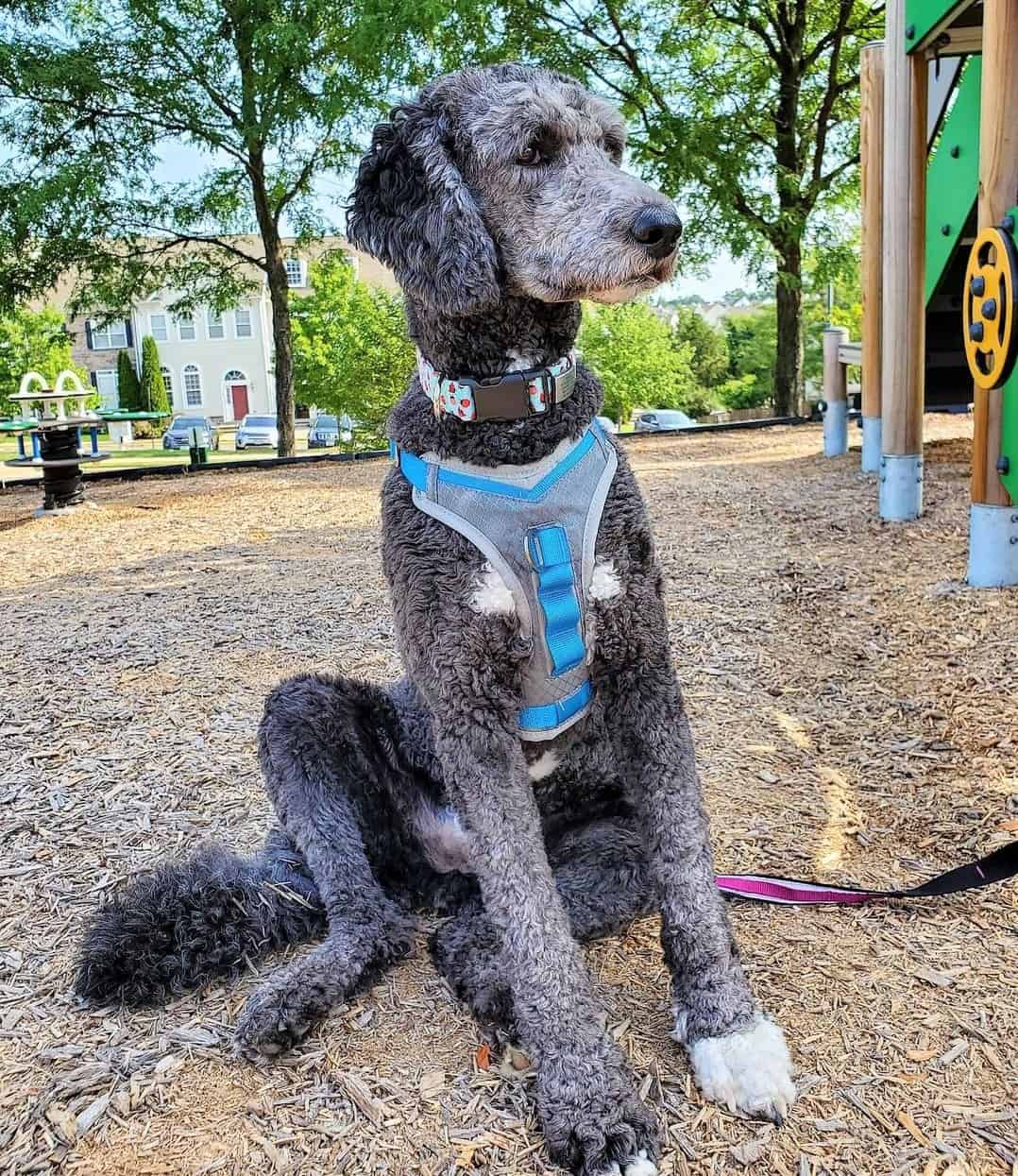 Poodle Colors 31+ Poodle Coat Colors Explained (With Pictures)