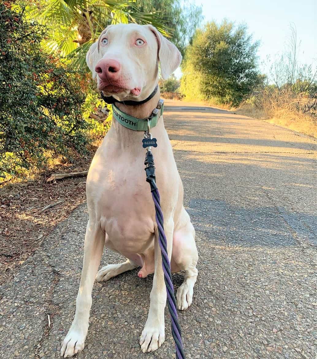 Blue-eyed albino Doberman walking on leash