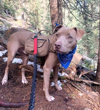 Pitbull Colors: 23 Coat Color Variations Explained (With Pictures)