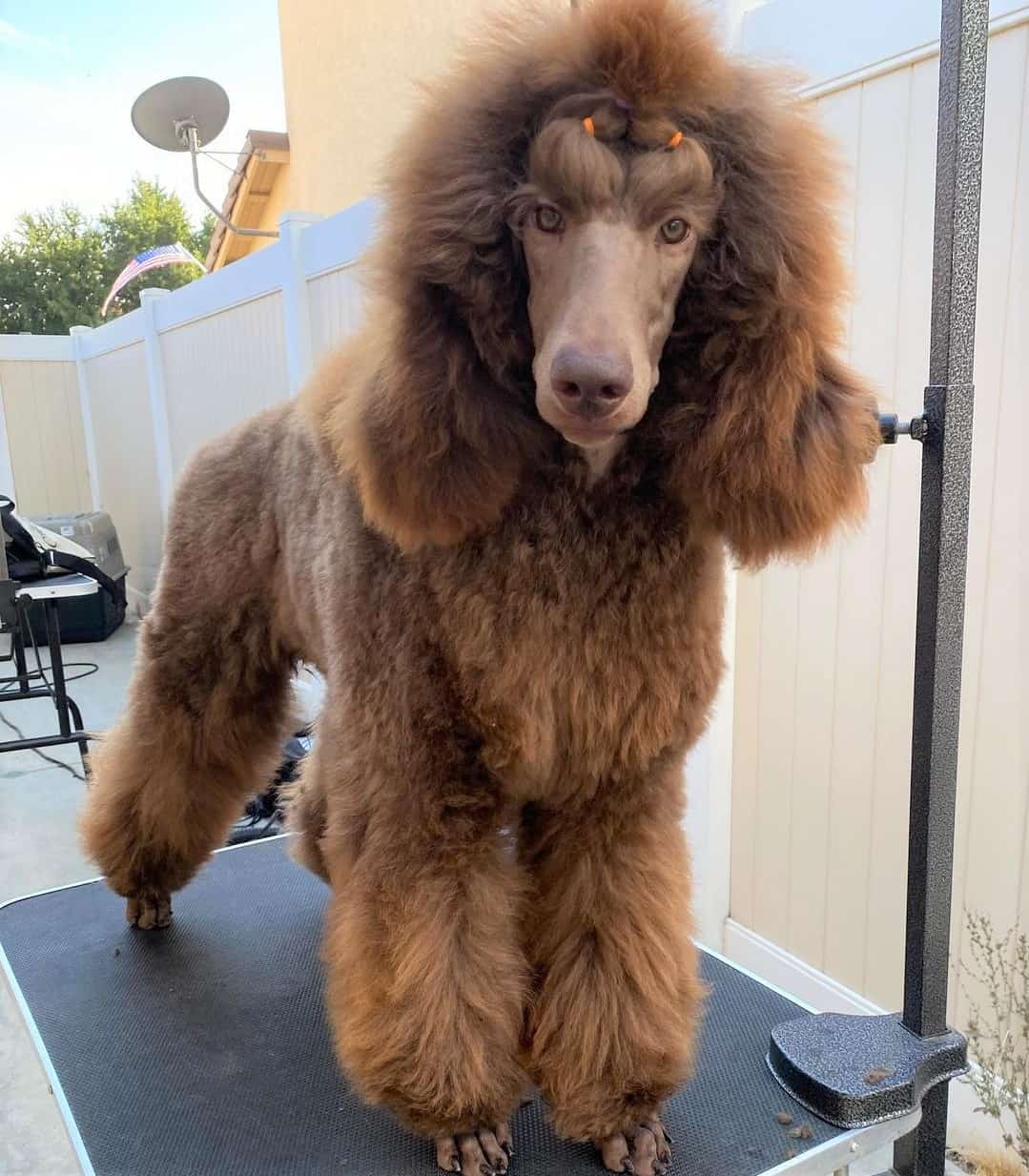 Poodle Colors 31+ Poodle Coat Colors Explained (With Pictures)