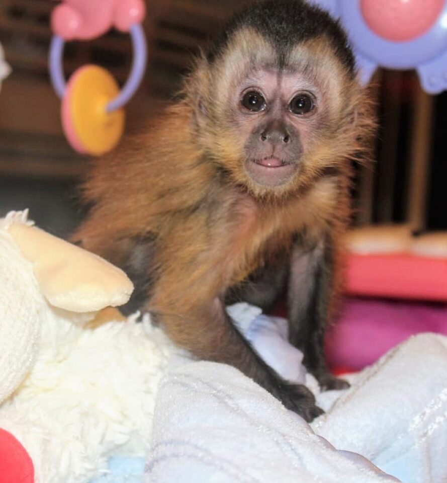 Buying a Pet Monkey How Much Does a Baby Monkey Cost?