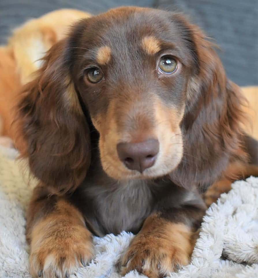 Long Haired Miniature Dachshund The Ultimate Purebred Icon Long Haired Miniature Dachshund The Ultimate Purebred Icon