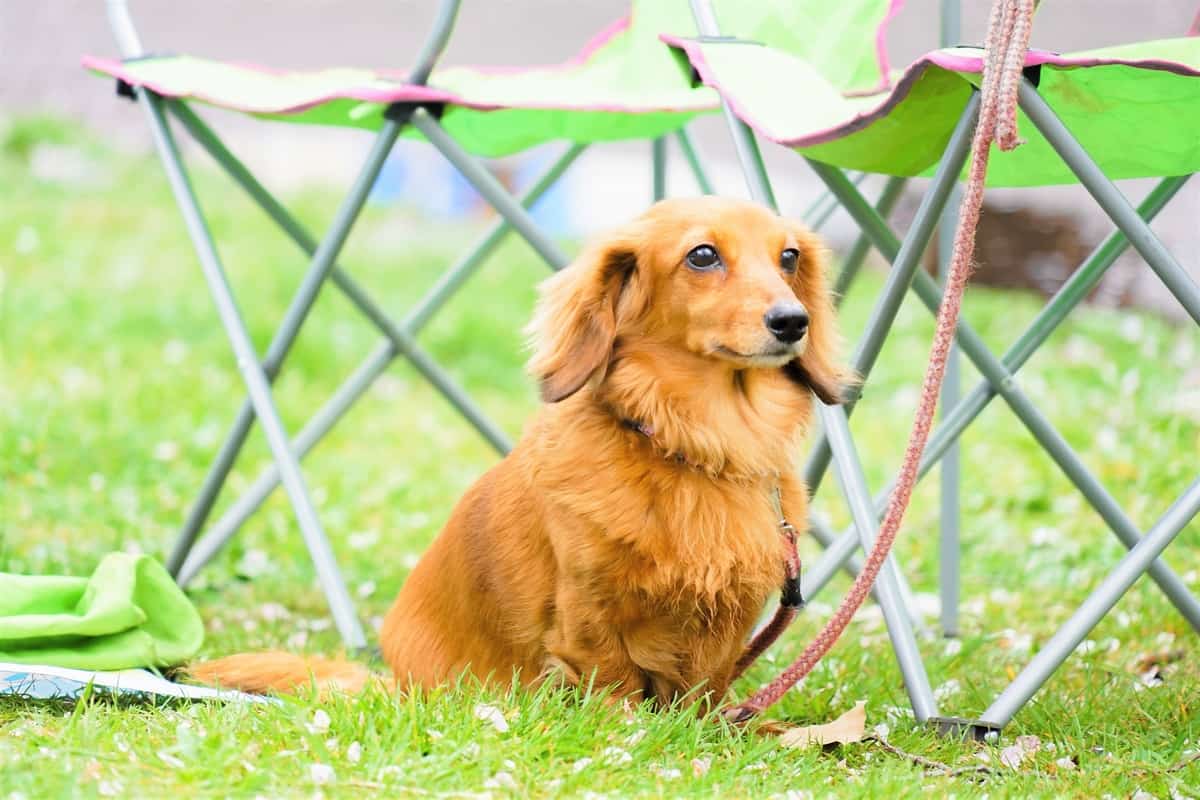 Cute Long-Haired Miniature Dachshund outdoors