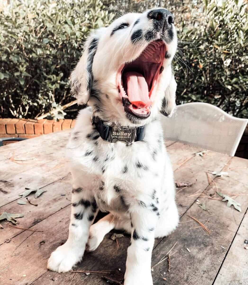 Cute long haired Dalmatian puppy