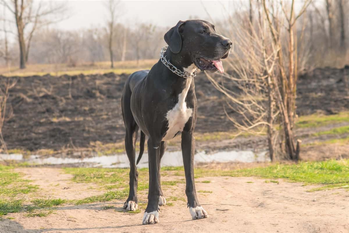 European Great Dane walking outdoors in park