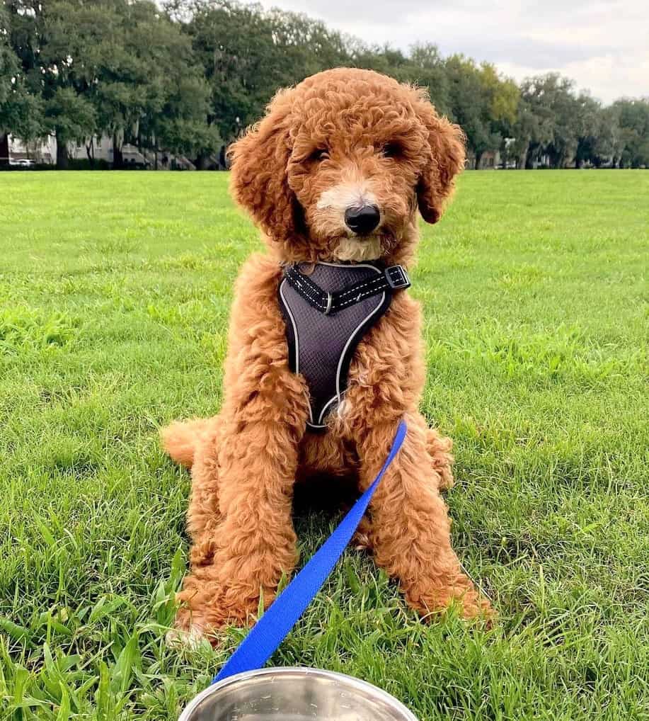 F1B Goldendoodle puppy