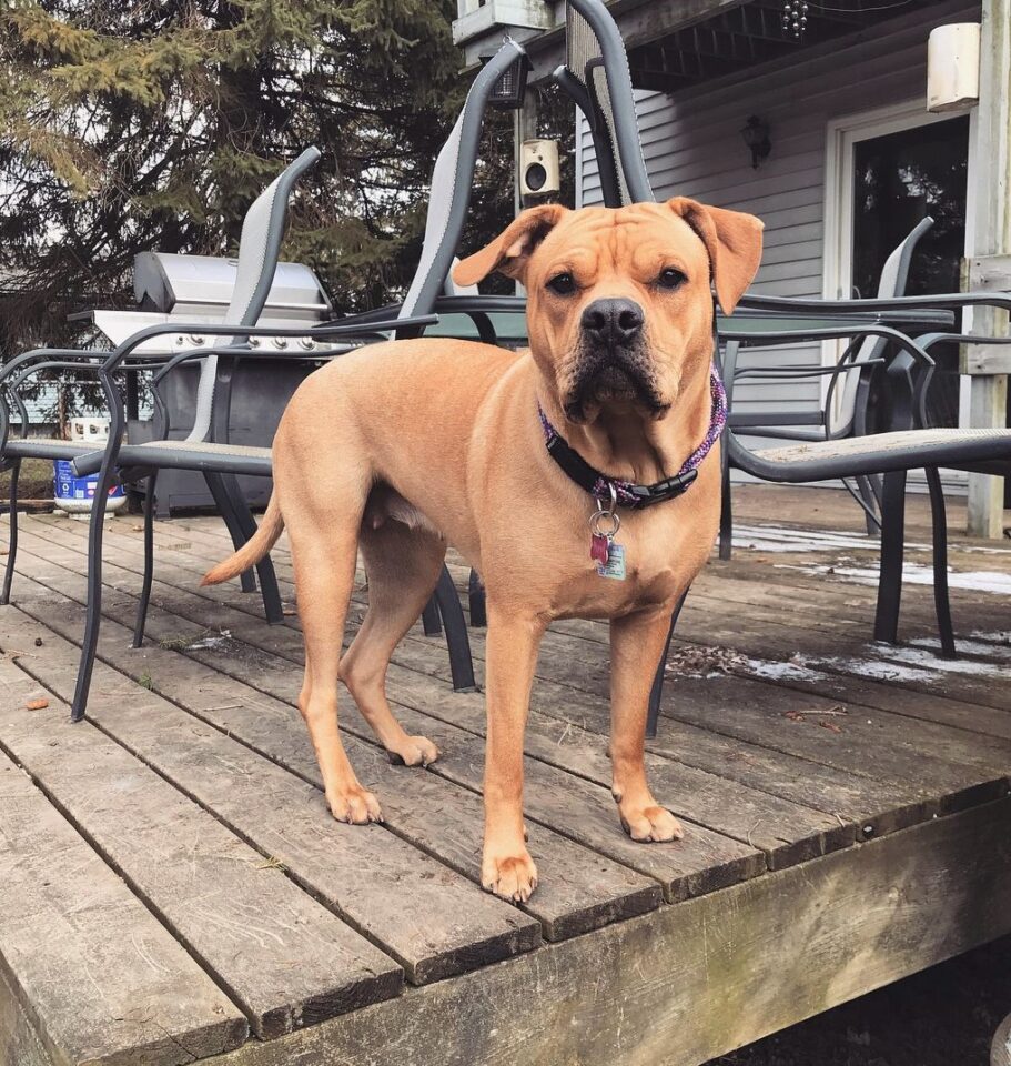 Pitbull Colors 23 Coat Color Variations Explained (With Pictures)