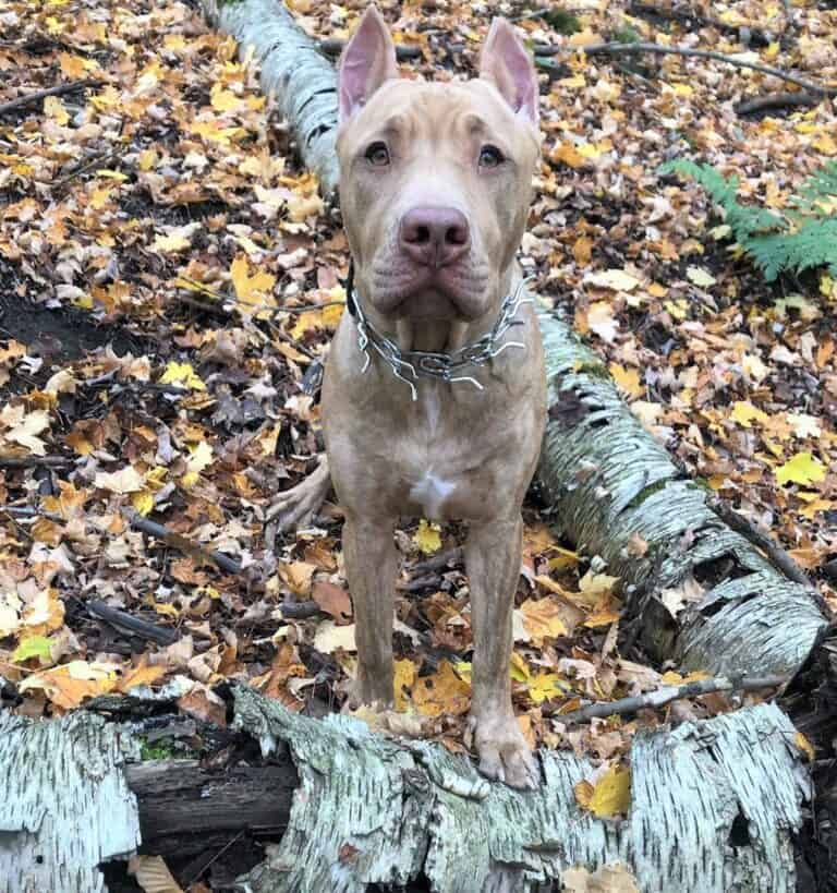 Pitbull Colors 23 Coat Color Variations Explained (With Pictures)