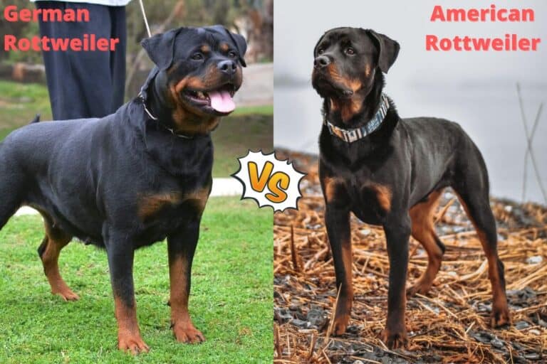 American vs. German Rottweiler Which Is Right for You?