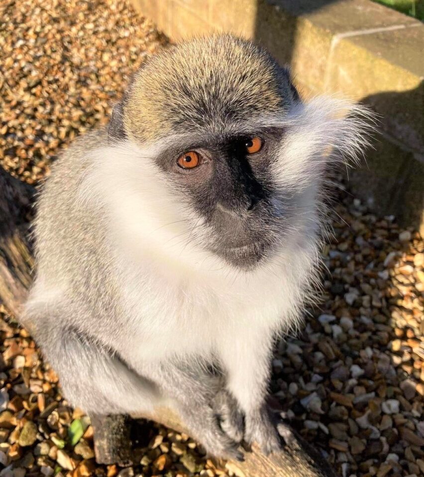 Buying a Pet Monkey How Much Does a Baby Monkey Cost?