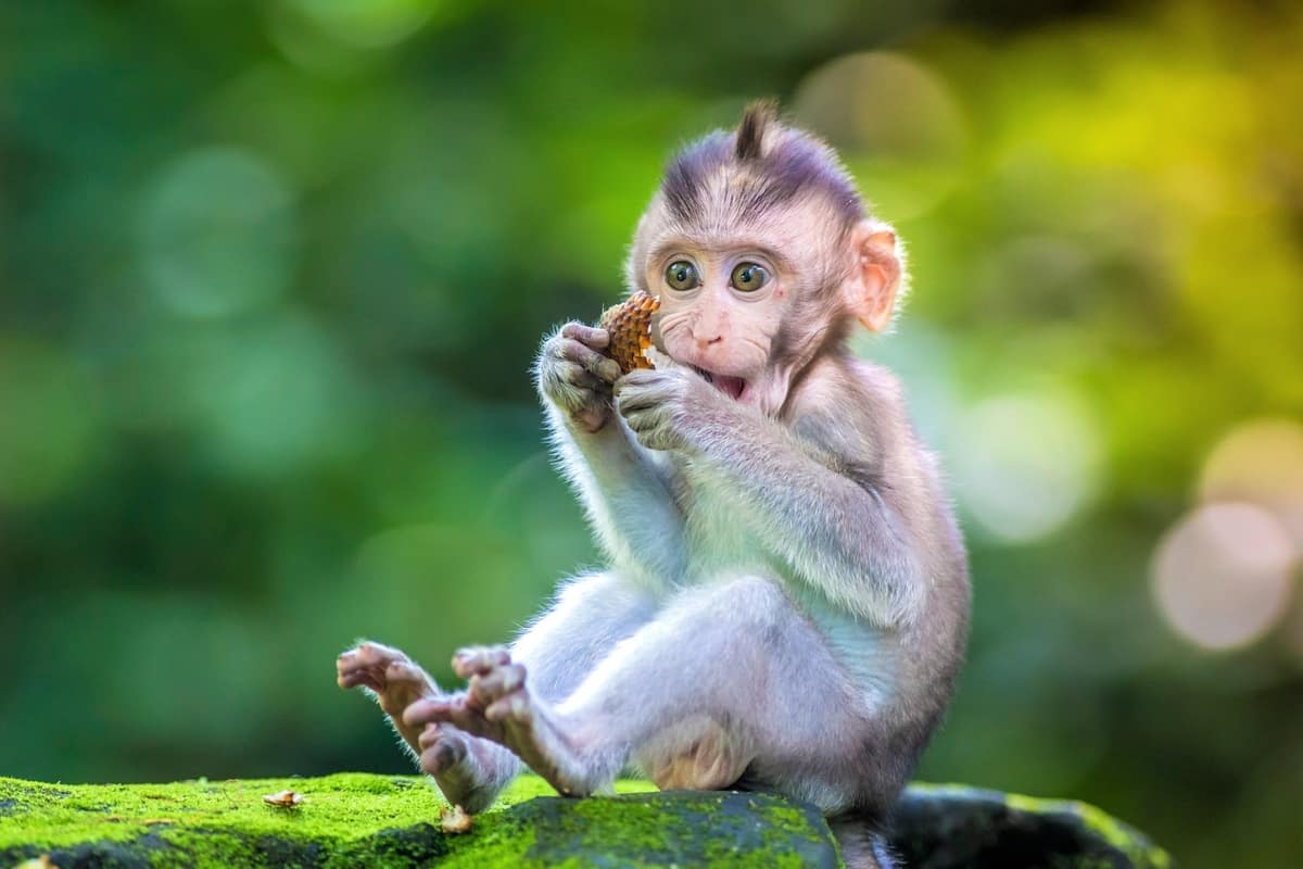 Petit singe bébé combien coûte un singe