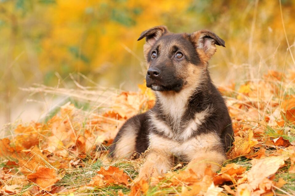 Sable German Shepherd Interesting Facts You Did Not Know