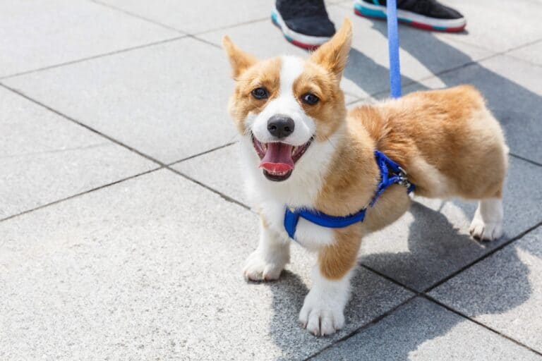 Everything You Need to Know About the Teacup