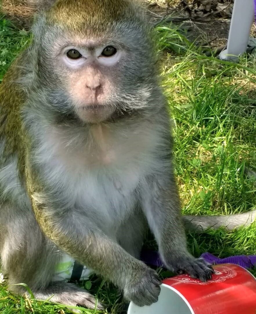 Buying a Pet Monkey How Much Does a Baby Monkey Cost?