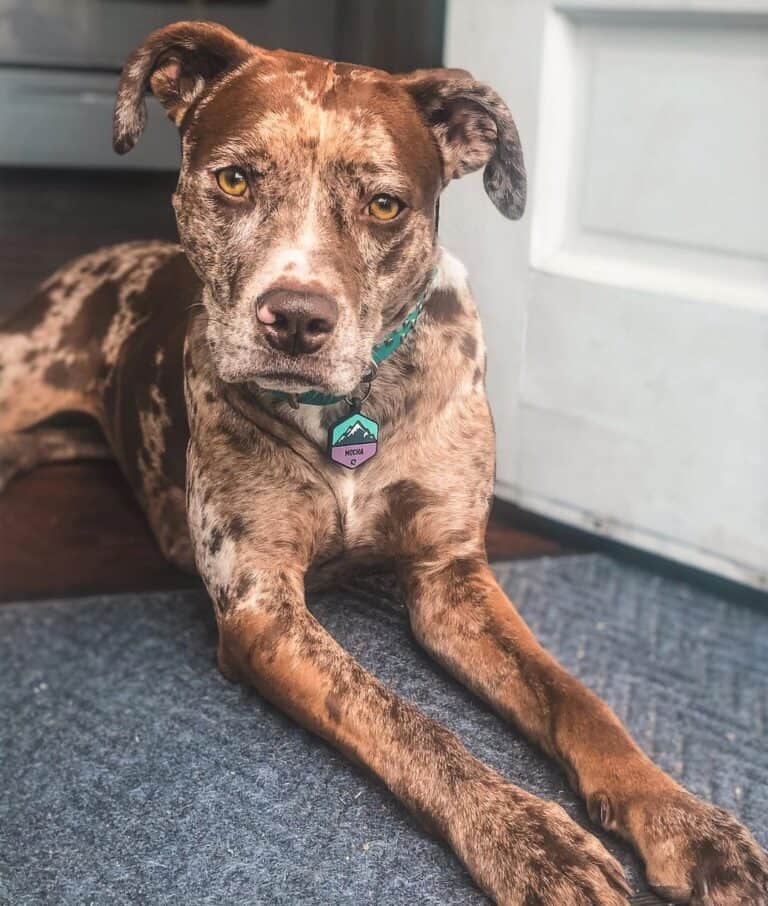 Pitbull Colors: 23 Coat Color Variations Explained (With Pictures)