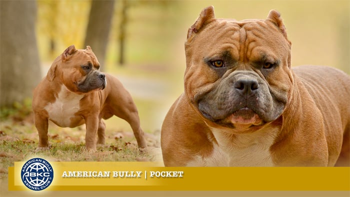 Pocket American Bully
