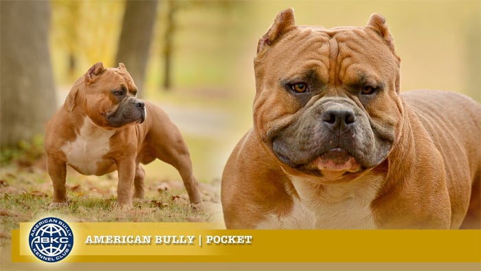 American Bully XL: An Ultimate Guide to the Most Muscular Dog