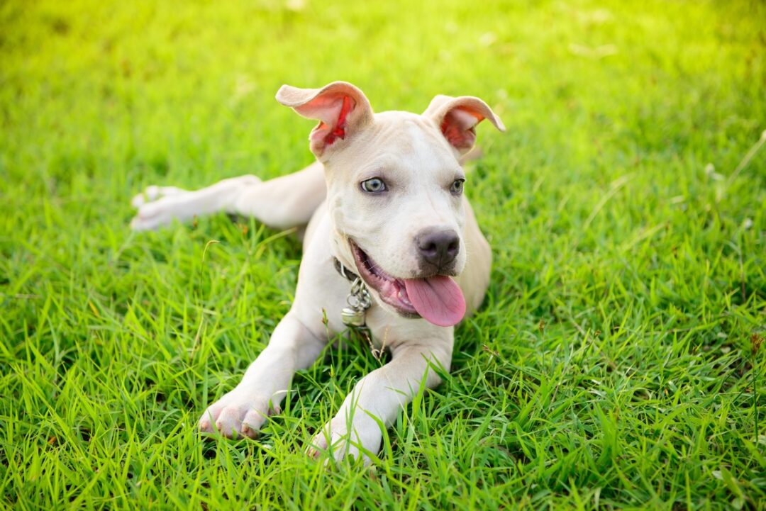 Pocket Pitbull Are These MiniSized Pitbulls Right for You?