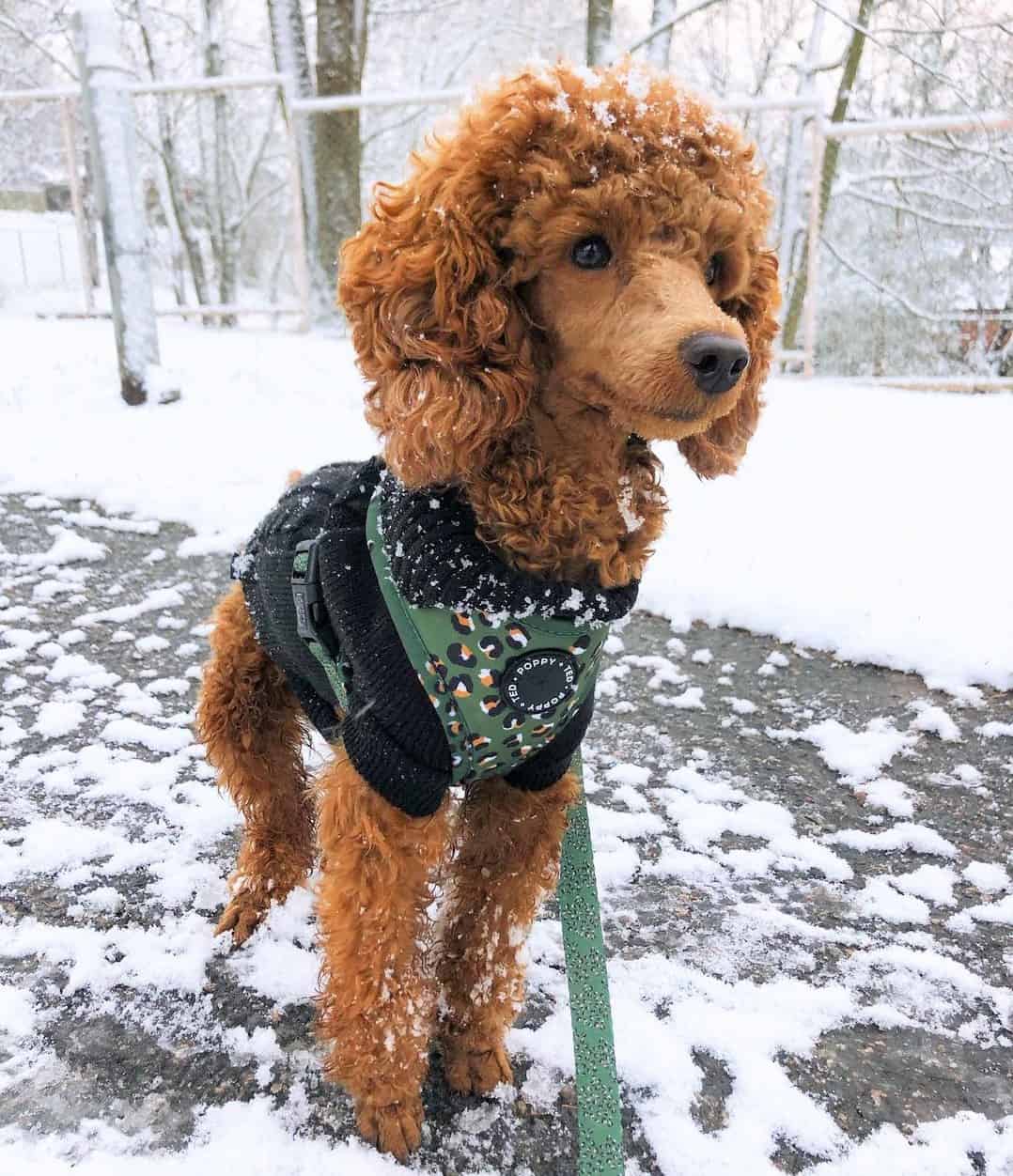 Poodle Colors 31+ Poodle Coat Colors Explained (With Pictures)