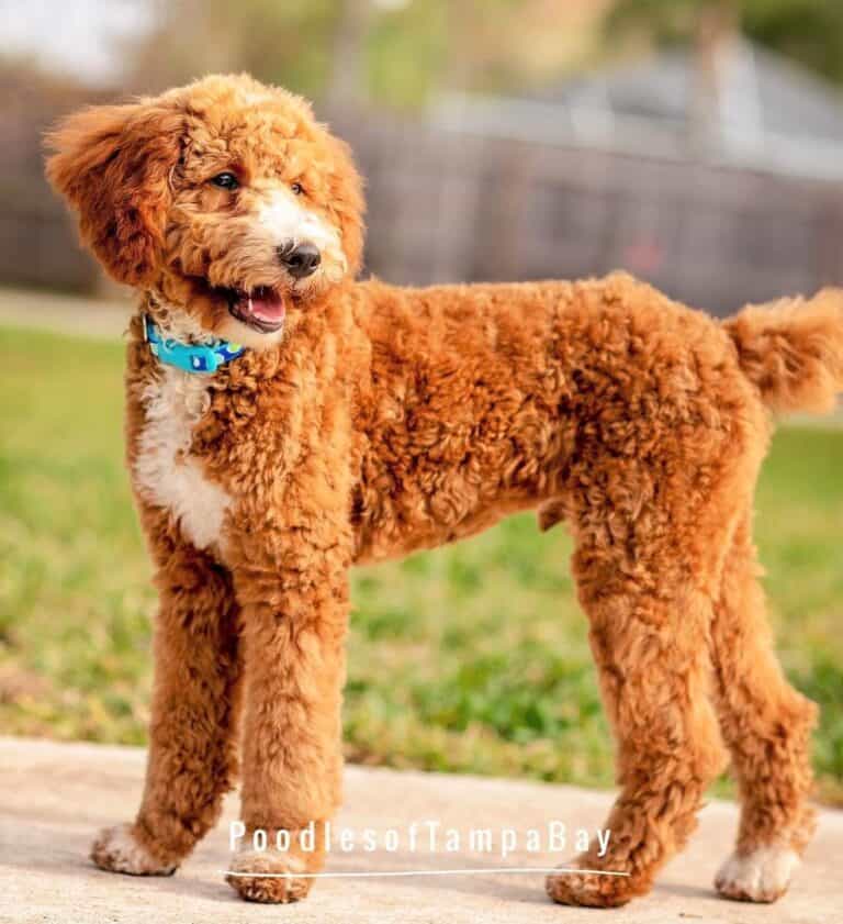 Parti Poodle 17 Things to Know Before Getting a Parti Poodle