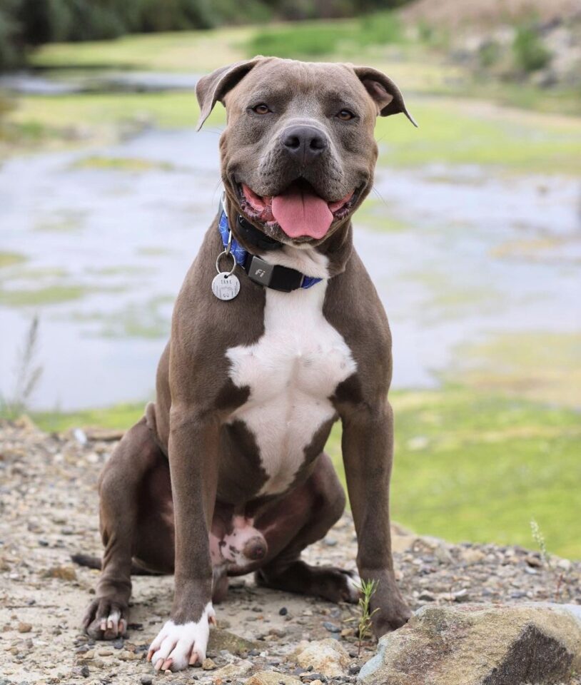 Pitbull Colors 23 Coat Color Variations Explained (With Pictures)