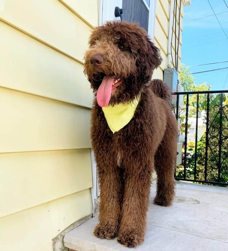 The Chocolate Labradoodle Your Complete Guide