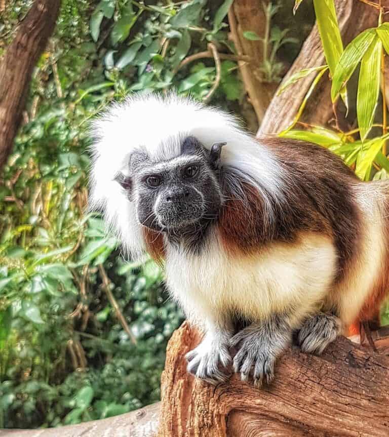 Buying a Pet Monkey How Much Does a Baby Monkey Cost?